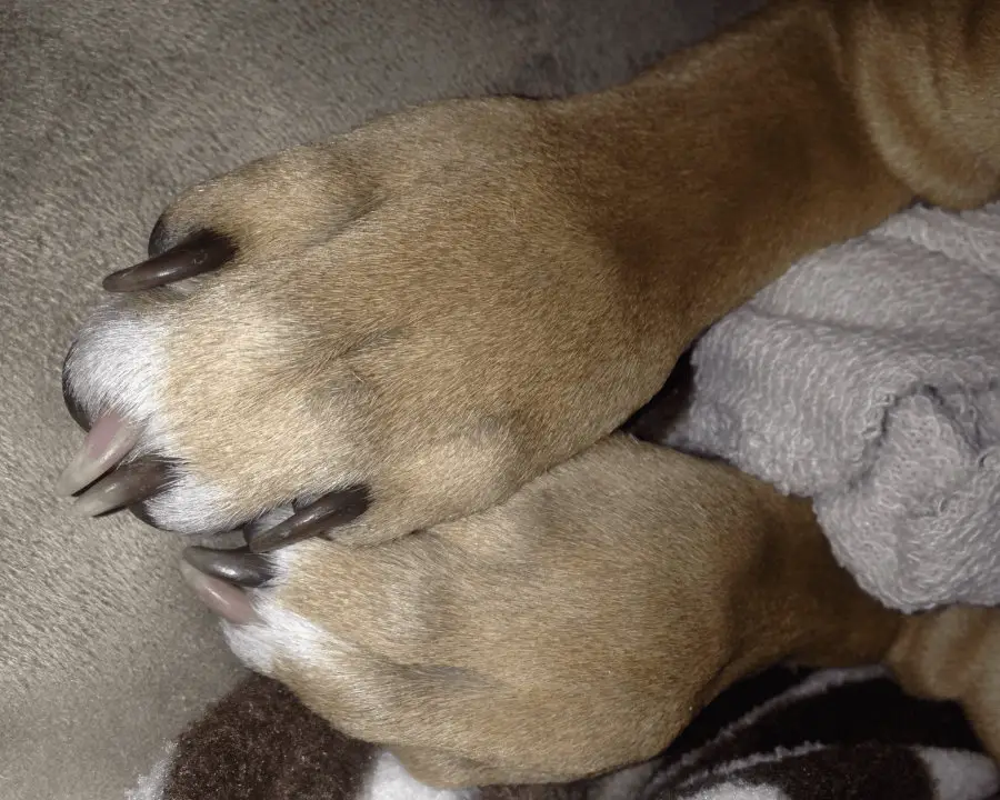 Dog Feet Tops Claws Showing