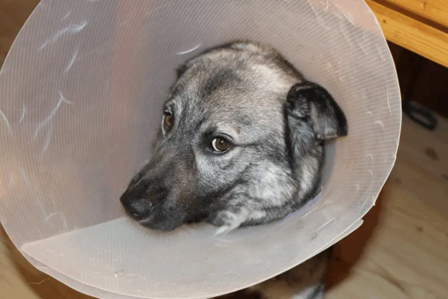 Hurt Dog In Cone