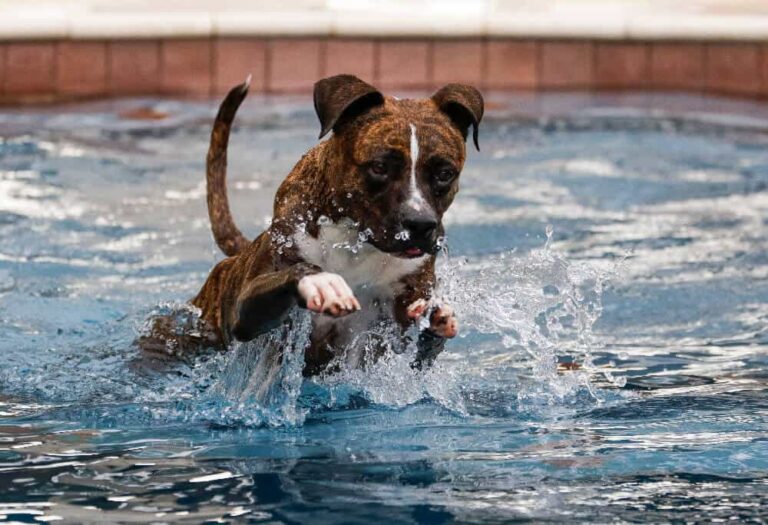 Are Pit Bulls Afraid of Water