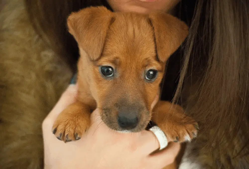 Young Puppy Being Held
