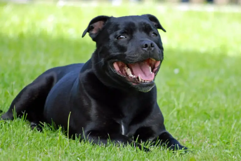 A Guide to a Black Pit Bull