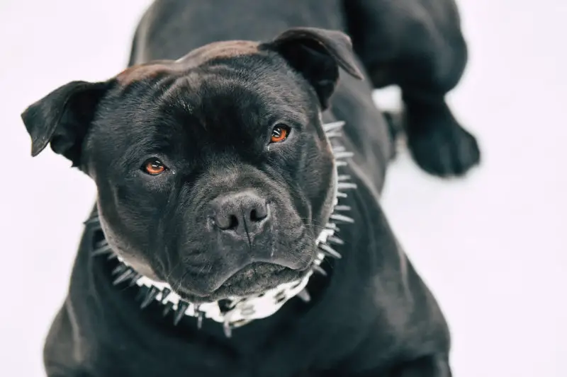 Black Pitbull Spiked Collar